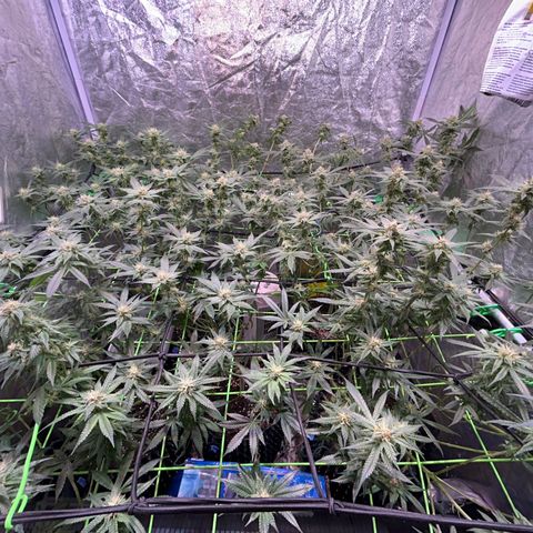 Amnesia (The Real) Strawberry Sour Diesel growlog timeline photo