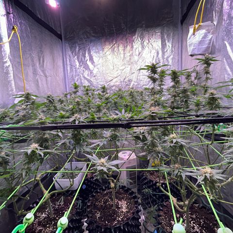 Amnesia (The Real) Strawberry Sour Diesel growlog timeline photo