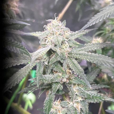 Amnesia (The Real) Strawberry Sour Diesel growlog timeline photo