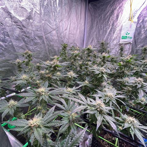 Amnesia (The Real) Strawberry Sour Diesel growlog timeline photo