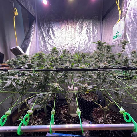 Amnesia (The Real) Strawberry Sour Diesel growlog timeline photo