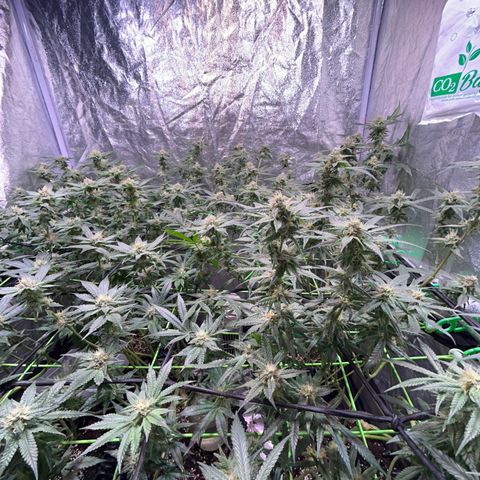 Amnesia (The Real) Strawberry Sour Diesel growlog timeline photo