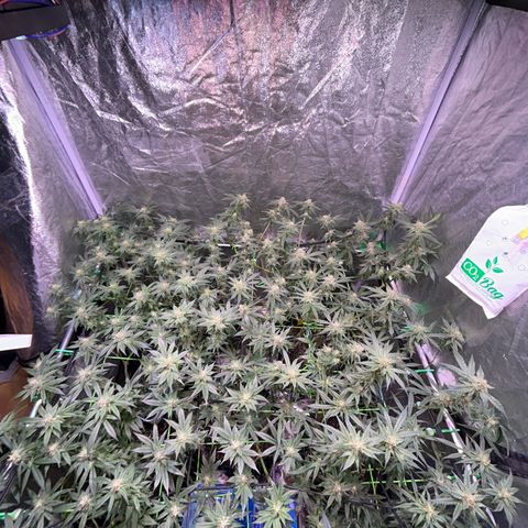 Amnesia (The Real) Strawberry Sour Diesel growlog timeline photo
