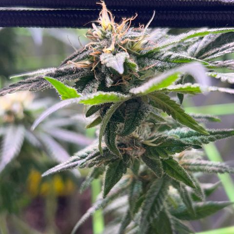 Amnesia (The Real) Strawberry Sour Diesel growlog timeline photo