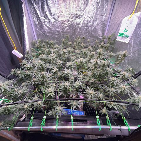 Amnesia (The Real) Strawberry Sour Diesel growlog timeline photo