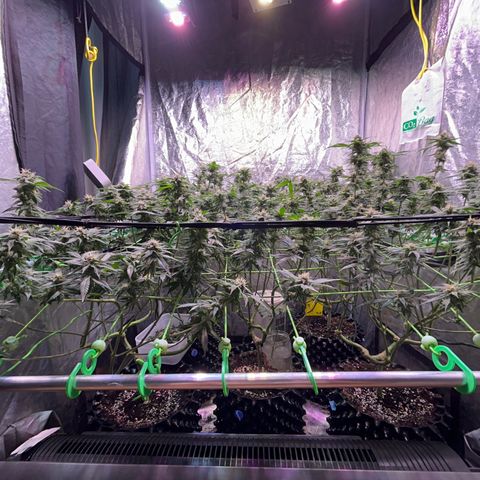 Amnesia (The Real) Strawberry Sour Diesel growlog timeline photo