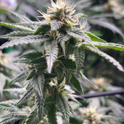 Amnesia (The Real) Strawberry Sour Diesel growlog timeline photo