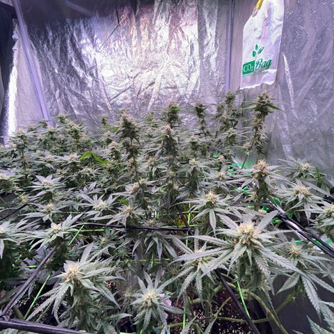Amnesia (The Real) Strawberry Sour Diesel growlog timeline photo