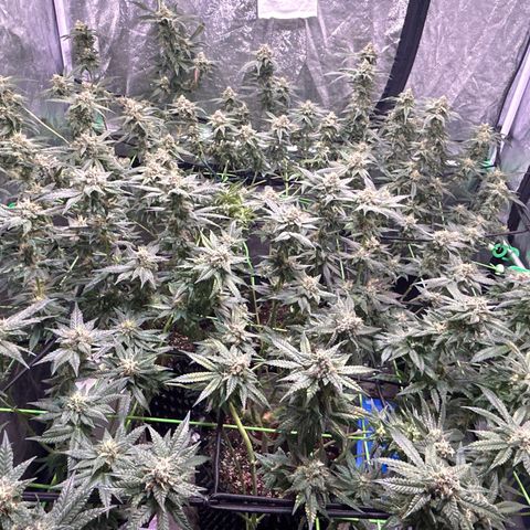 Amnesia (The Real) Strawberry Sour Diesel growlog timeline photo