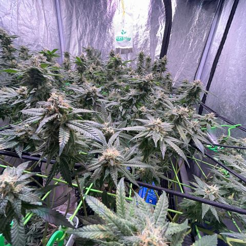 Amnesia (The Real) Strawberry Sour Diesel growlog timeline photo