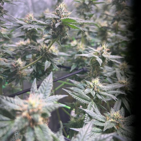 Amnesia (The Real) Strawberry Sour Diesel growlog timeline photo
