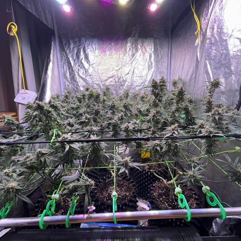 Amnesia (The Real) Strawberry Sour Diesel growlog timeline photo