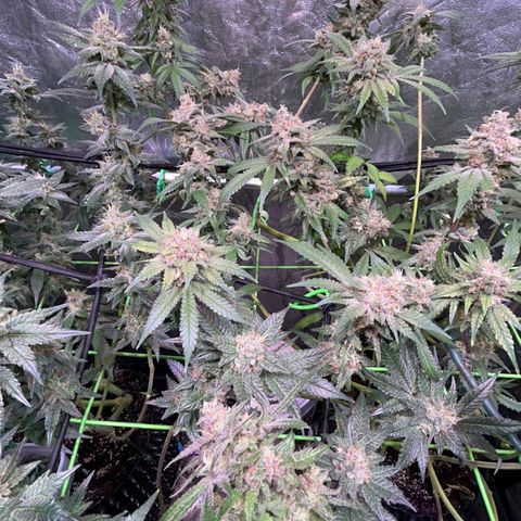 Amnesia (The Real) Strawberry Sour Diesel growlog timeline photo