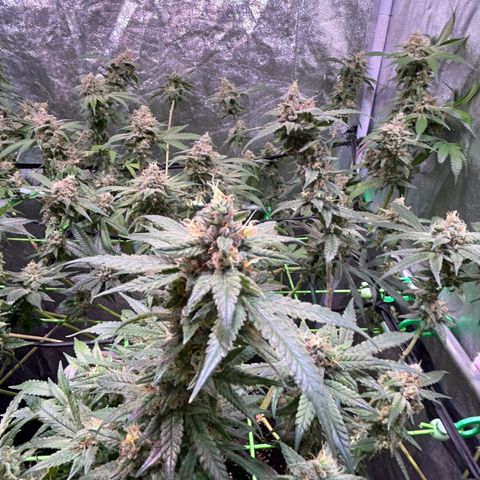 Amnesia (The Real) Strawberry Sour Diesel growlog timeline photo