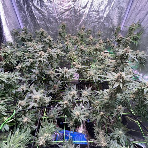 Amnesia (The Real) Strawberry Sour Diesel growlog timeline photo
