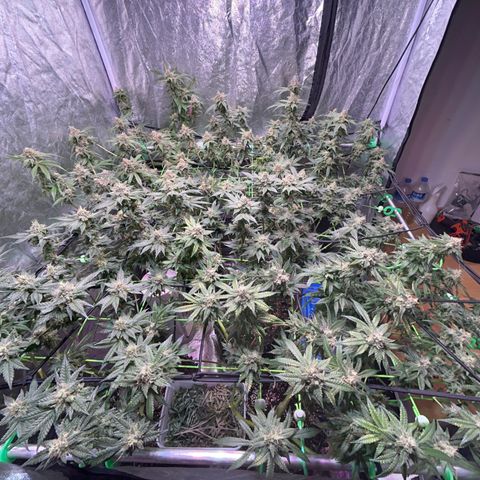 Amnesia (The Real) Strawberry Sour Diesel growlog timeline photo