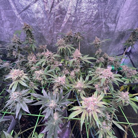 Amnesia (The Real) Strawberry Sour Diesel growlog timeline photo