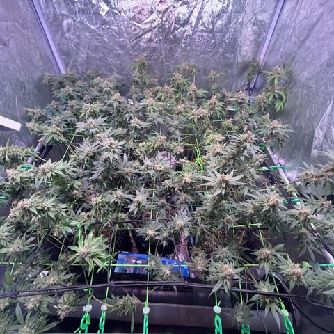 Amnesia (The Real) Strawberry Sour Diesel growlog timeline photo