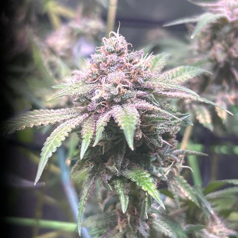 Amnesia (The Real) Strawberry Sour Diesel growlog timeline photo