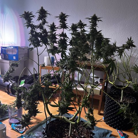 Amnesia (The Real) Strawberry Sour Diesel growlog timeline photo