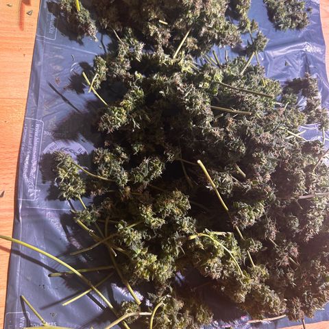 Amnesia (The Real) Strawberry Sour Diesel growlog timeline photo