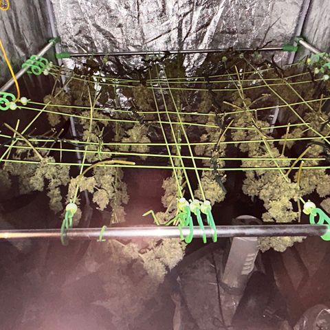 Amnesia (The Real) Strawberry Sour Diesel growlog timeline photo