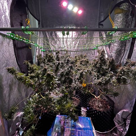 Amnesia (The Real) Strawberry Sour Diesel growlog timeline photo
