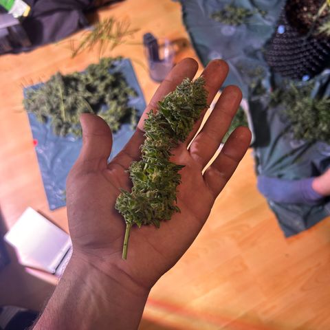Amnesia (The Real) Strawberry Sour Diesel growlog timeline photo