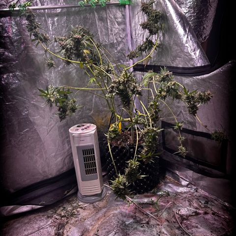 Amnesia (The Real) Strawberry Sour Diesel growlog timeline photo