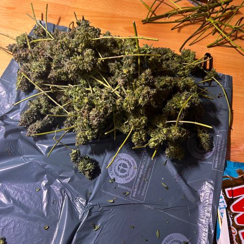 Amnesia (The Real) Strawberry Sour Diesel growlog timeline photo