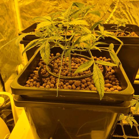 A.M.S. growlog timeline photo