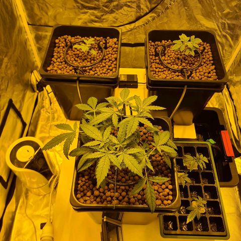 A.M.S. growlog timeline photo