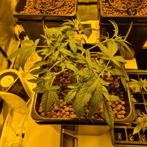 A.M.S. growlog timeline photo