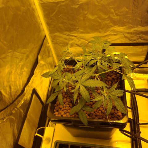 A.M.S. growlog timeline photo