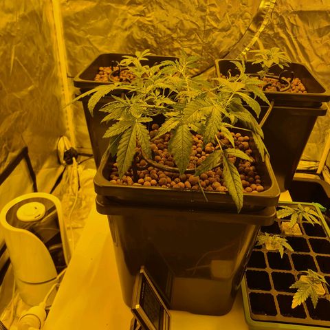 A.M.S. growlog timeline photo