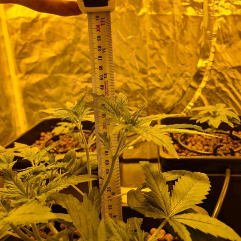A.M.S. growlog timeline photo