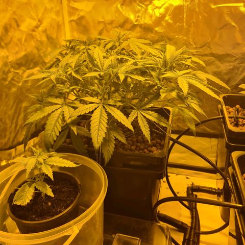 A.M.S. growlog timeline photo
