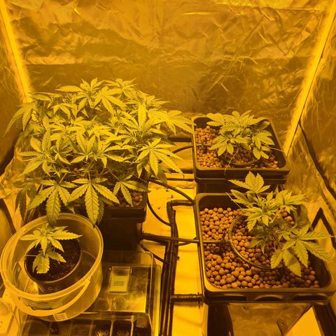 A.M.S. growlog timeline photo