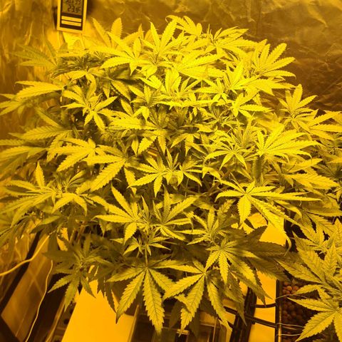 A.M.S. growlog timeline photo