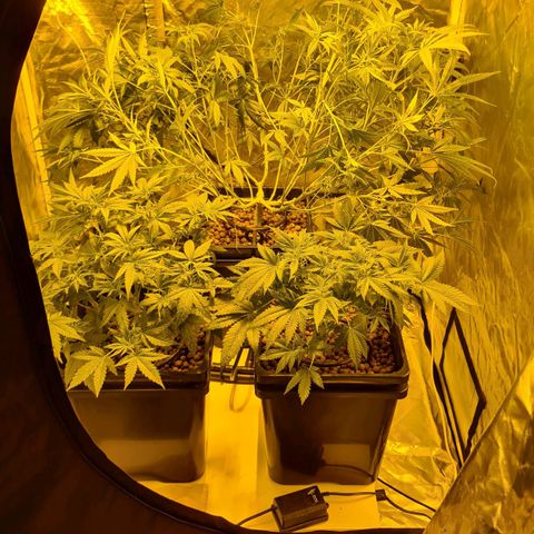 A.M.S. growlog timeline photo