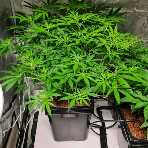 A.M.S. growlog timeline photo