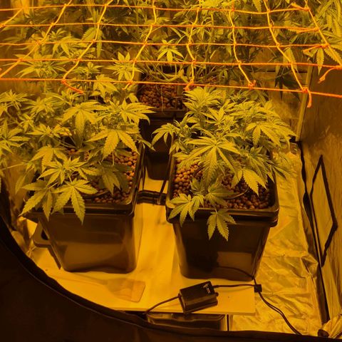A.M.S. growlog timeline photo