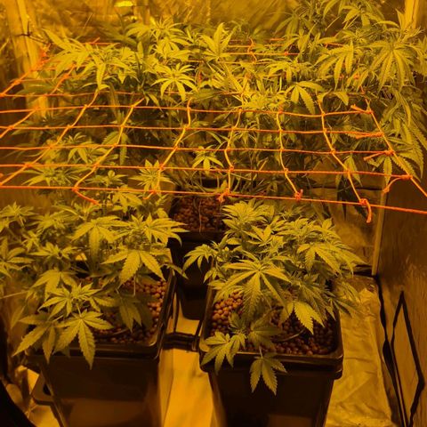 A.M.S. growlog timeline photo