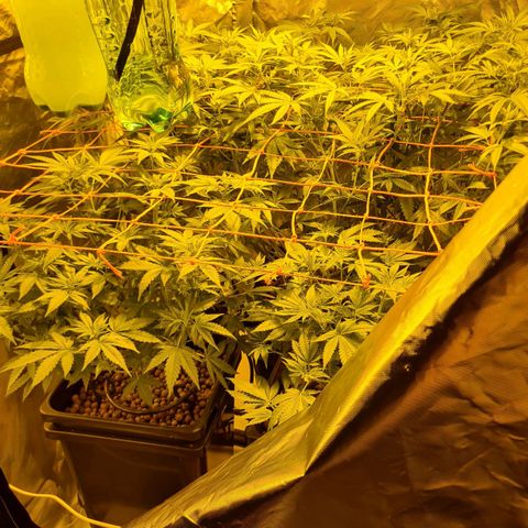 A.M.S. growlog timeline photo