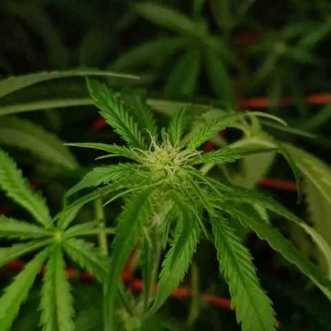 A.M.S. growlog timeline photo