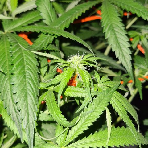 A.M.S. growlog timeline photo