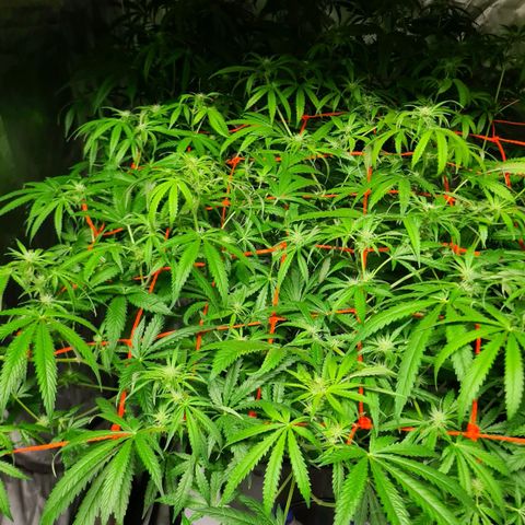 A.M.S. growlog timeline photo