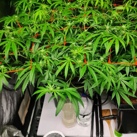 A.M.S. growlog timeline photo