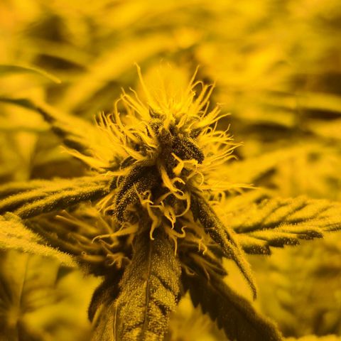 A.M.S. growlog timeline photo