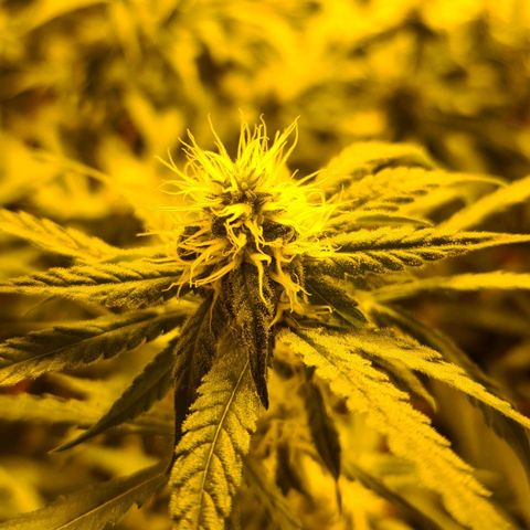 A.M.S. growlog timeline photo